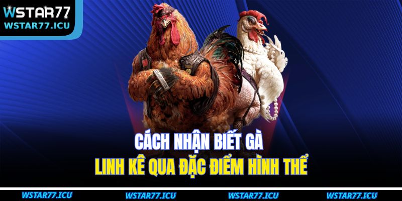 Cách nhận biết gà linh kê qua đặc điểm hình thể