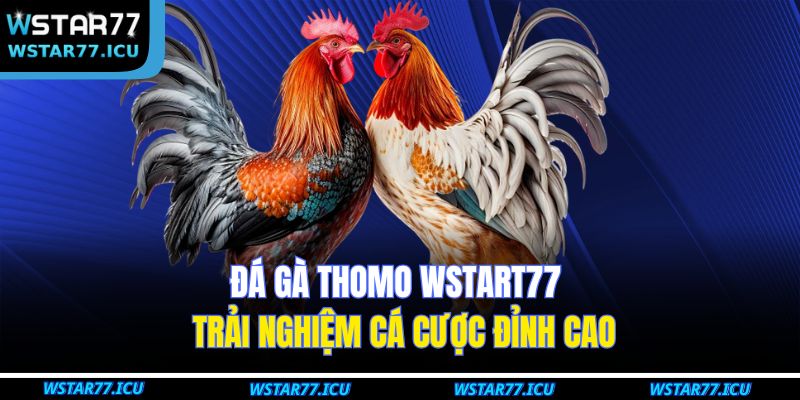 Đá Gà Thomo WSTART77