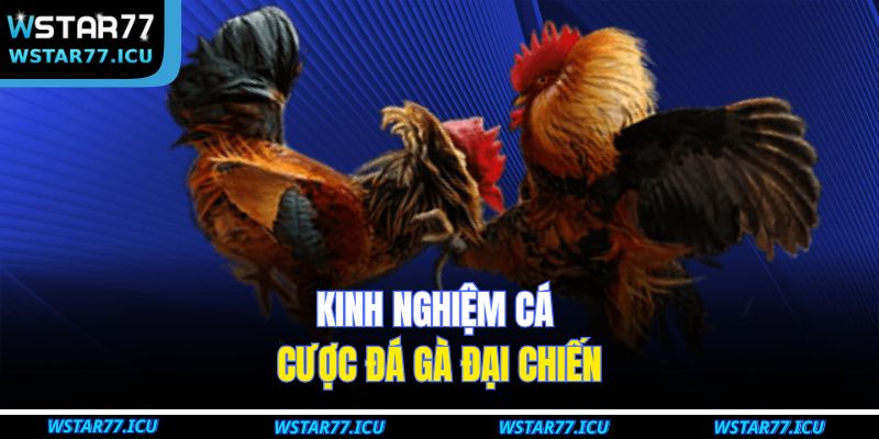 Kinh nghiệm cá cược Đá Gà Đại Chiến