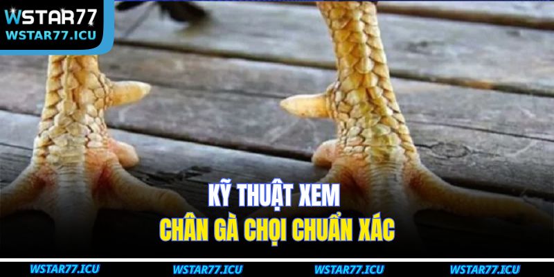 Kỹ thuật xem chân gà chọi chuẩn xác