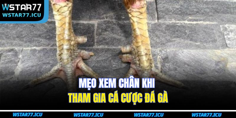 Mẹo xem chân khi tham gia cá cược đá gà