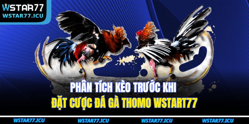 Phân tích kèo trước khi đặt cược đá gà Thomo WSTART77