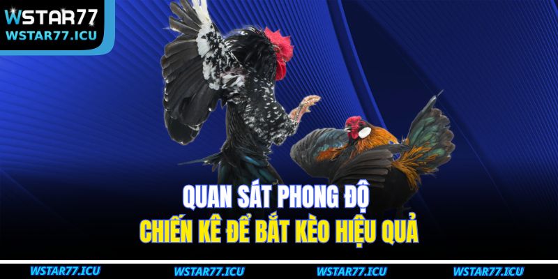 Quan sát phong độ chiến kê để bắt kèo hiệu quả
