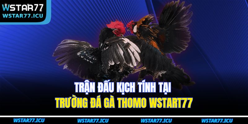 Trận đấu kịch tính tại trường đá gà Thomo WSTART77